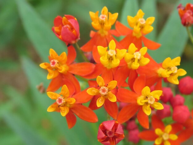 Close-up of red flowering plant