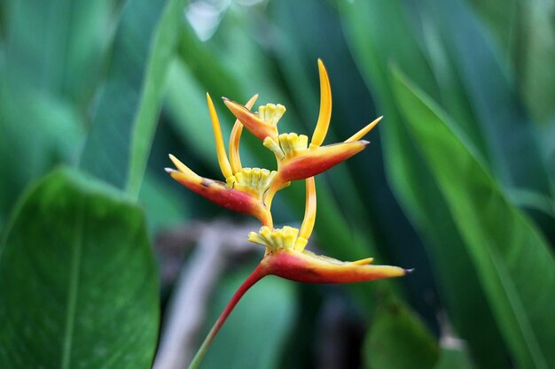 Close-up of red flowering plant