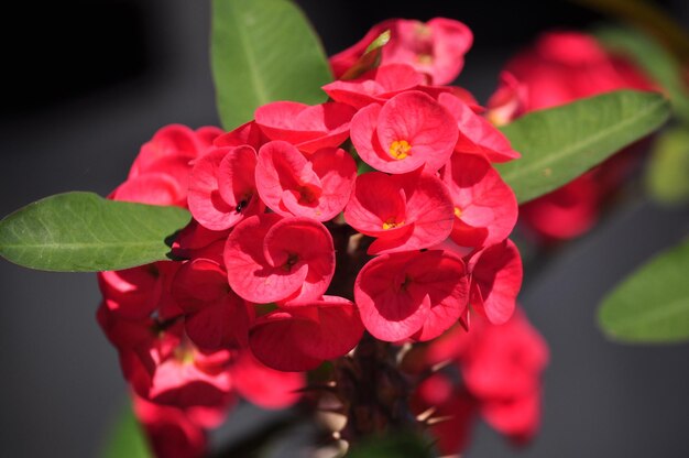 Photo close-up of red flowering plant