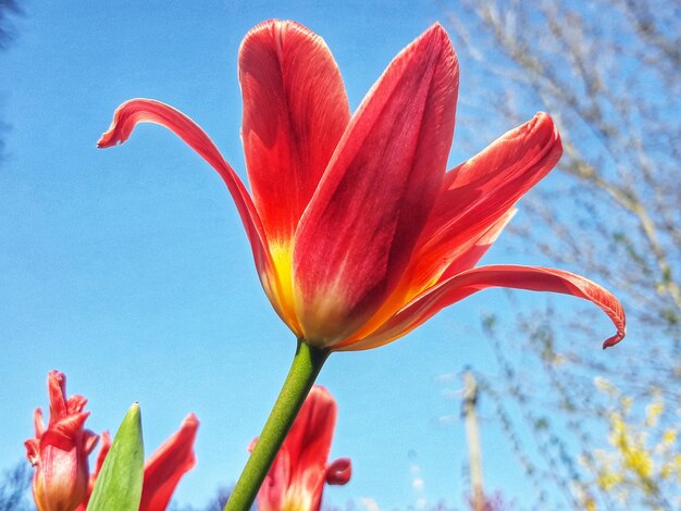 Close-up of red flowering plant