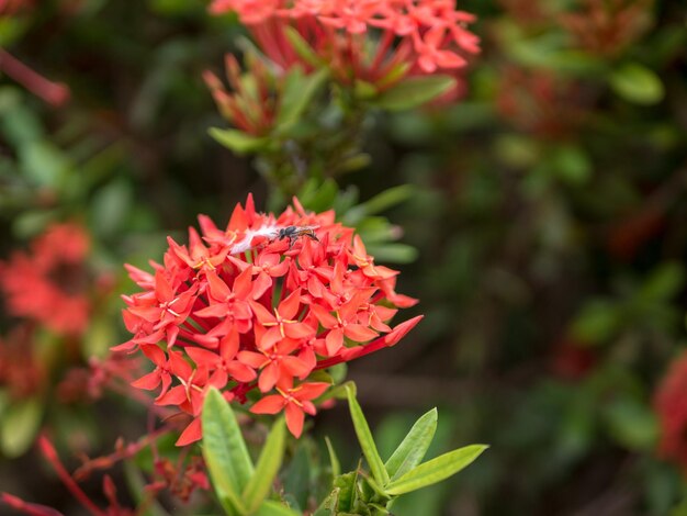 Photo close-up of red flowering plant