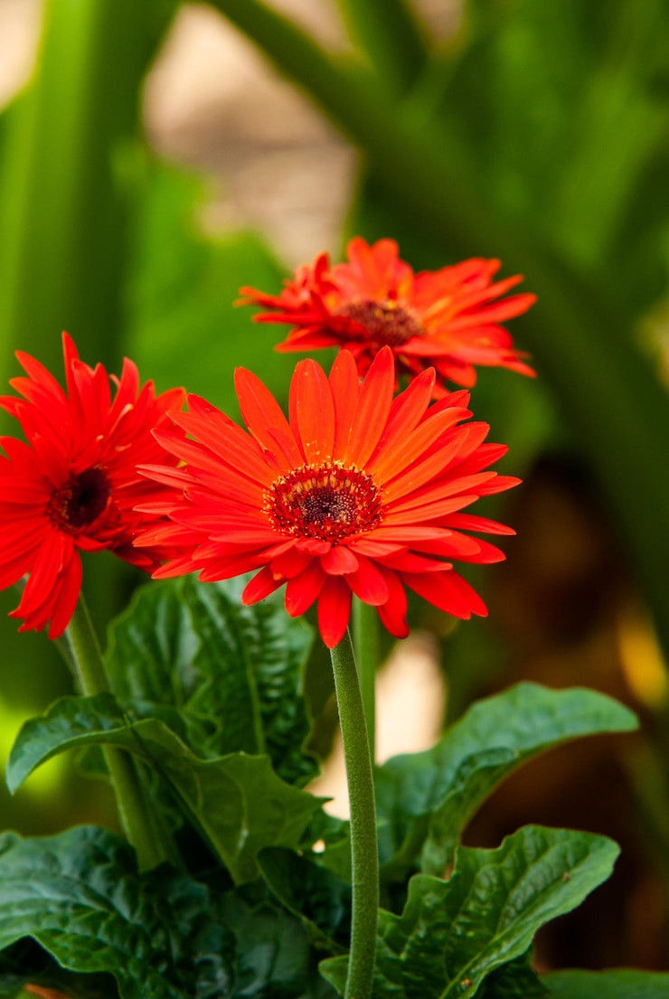 Photo close-up of red flowering plant