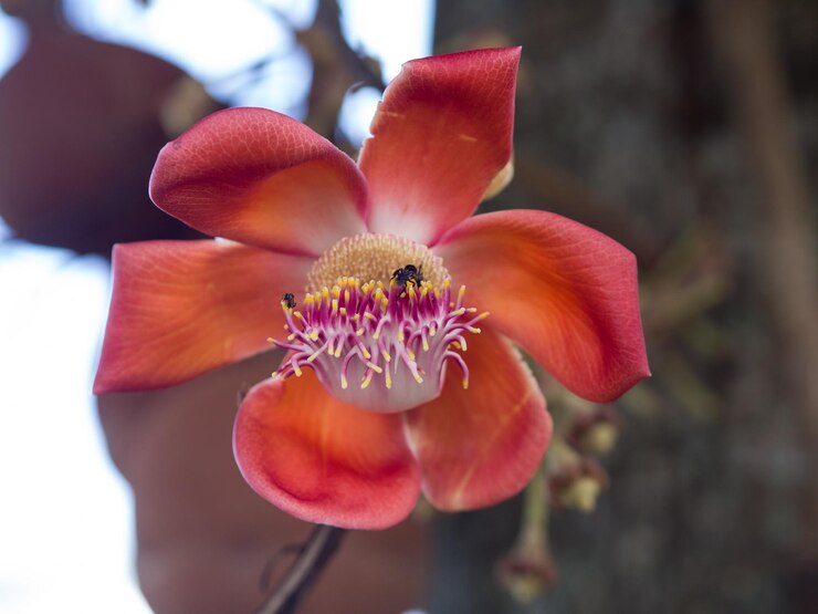 Photo 赤い花の植物のクローズアップ