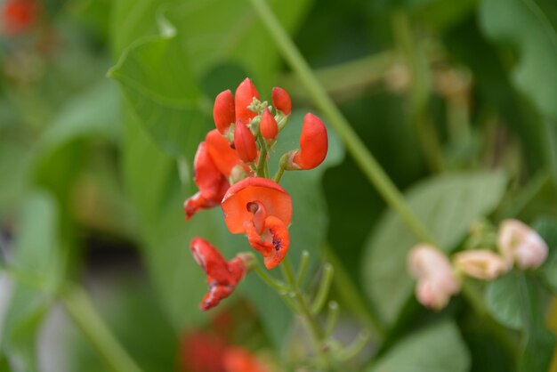 Close-up of red flowering plant