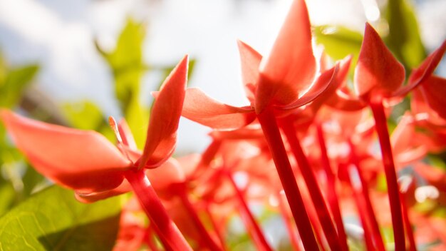 赤い花の植物のクローズアップ