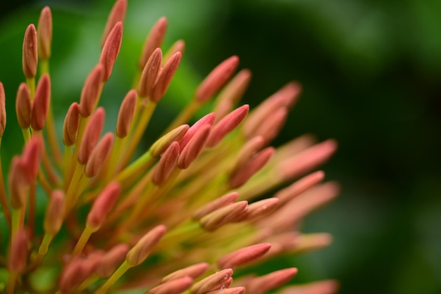 Prossimo piano di una pianta a fiori rossi