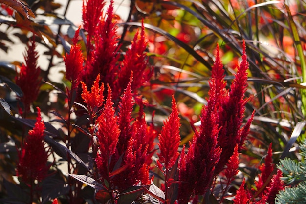 Photo close-up of red flowering plant