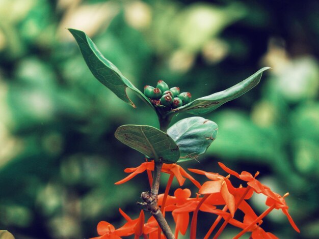 Photo close-up of red flowering plant