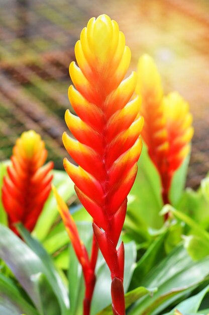 Close-up of red flowering plant