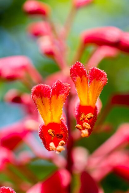 Close-up of red flowering plant