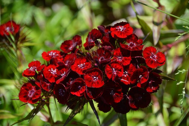 Photo close-up of red flowering plant