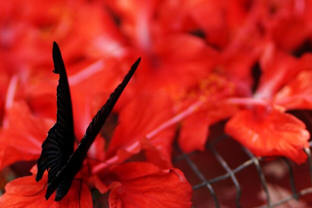 Photo close-up of red flowering plant