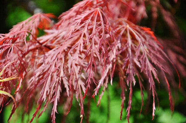 Foto prossimo piano di una pianta a fiori rossi