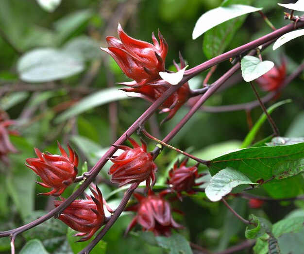 Close-up of red flowering plant