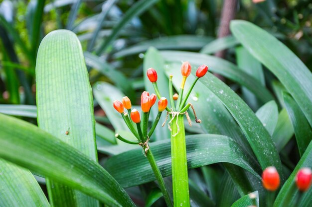 Close-up of red flowering plant