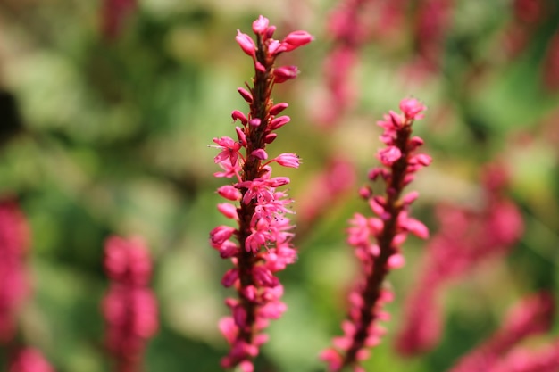 Photo close-up of red flowering plant