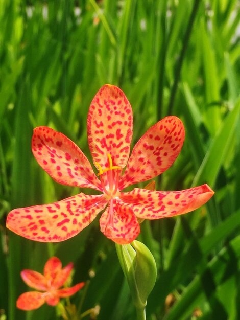 Photo close-up of red flowering plant