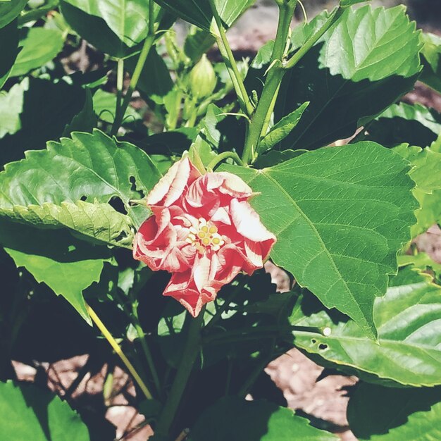 Photo close-up of red flowering plant