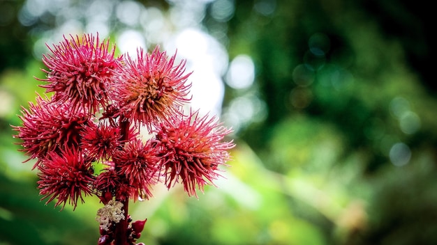 Foto prossimo piano di una pianta a fiori rossi