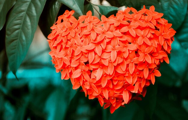 Close-up of red flowering plant