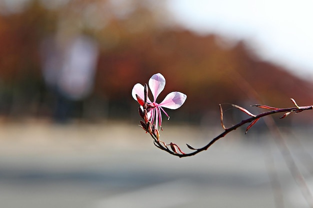 Photo close-up of red flowering plant