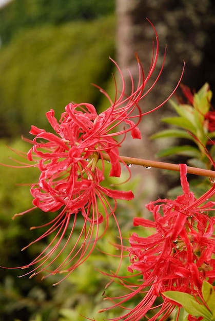 Foto close-up di una pianta a fiore rosso