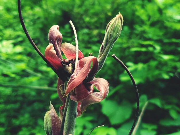 Close-up of red flowering plant