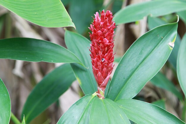 Close-up of red flowering plant