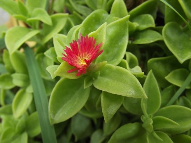 Close-up of red flowering plant