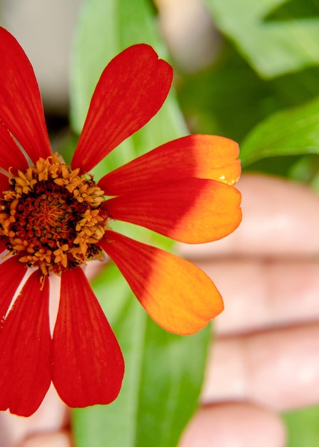 Foto prossimo piano di una pianta a fiori rossi