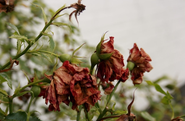 Foto close-up di una pianta a fiore rosso