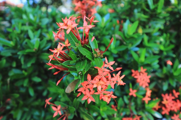 Close-up of red flowering plant