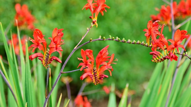 Photo close-up of red flowering plant