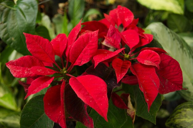 Close-up of red flowering plant