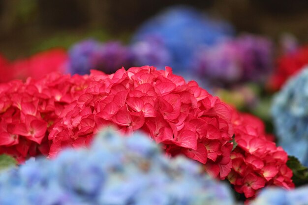 Close-up of red flowering plant