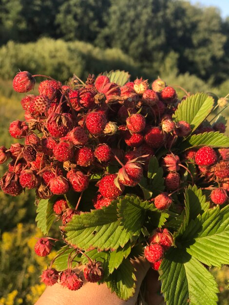 Foto prossimo piano di una pianta a fiori rossi