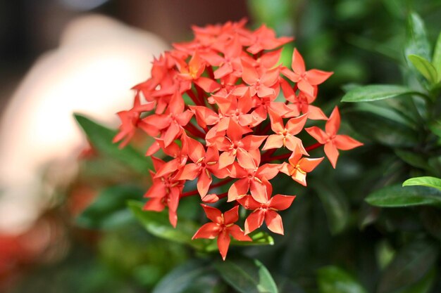 Photo close-up of red flowering plant