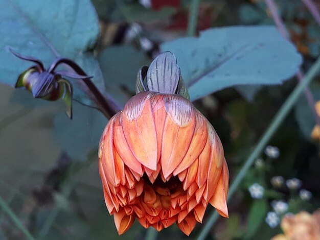 Foto close-up di una pianta a fiore rosso