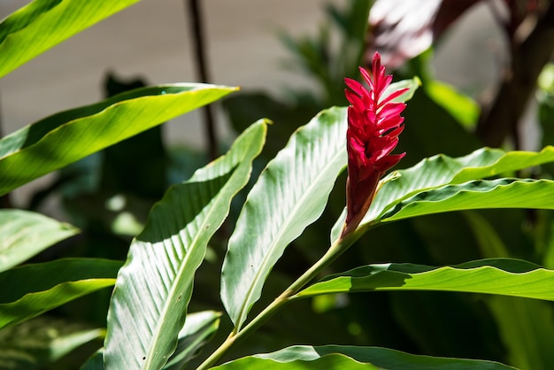 Foto prossimo piano di una pianta a fiori rossi