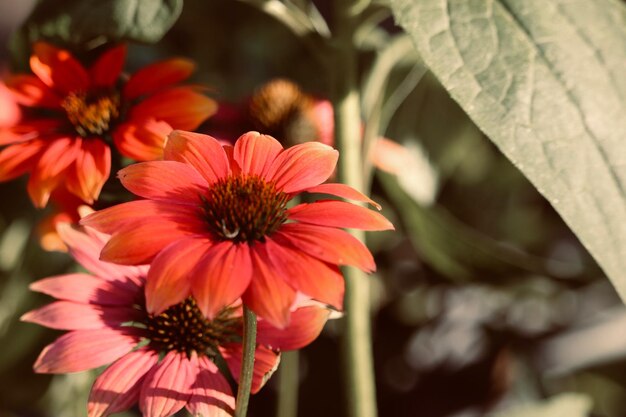 Close-up of red flowering plant