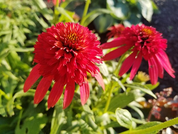 Close-up of red flowering plant