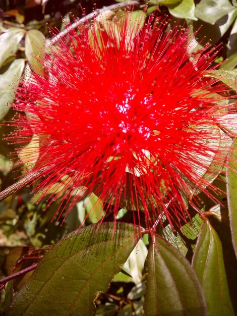 Close-up of red flowering plant