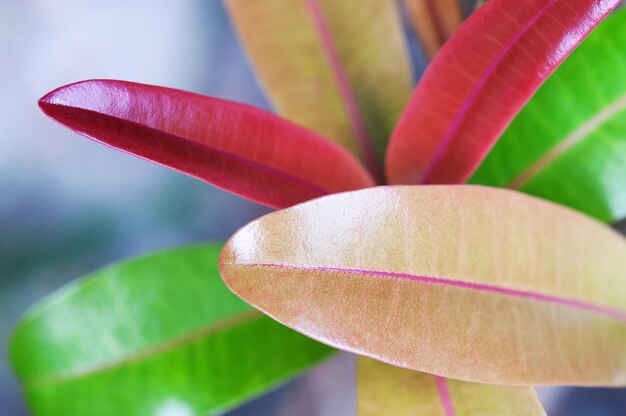 赤い花の植物のクローズアップ