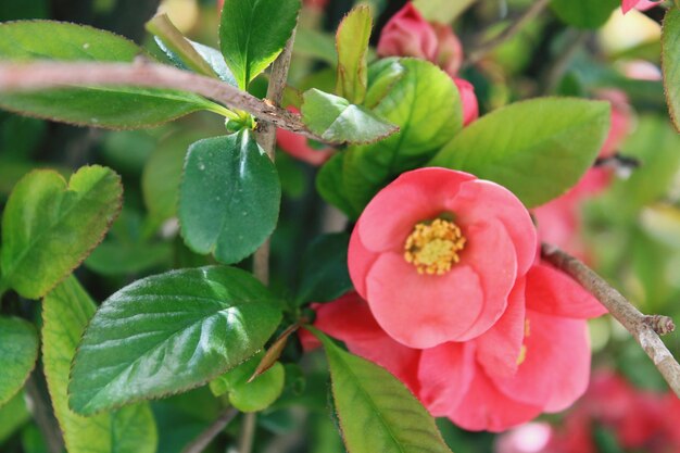 Photo close-up of red flowering plant