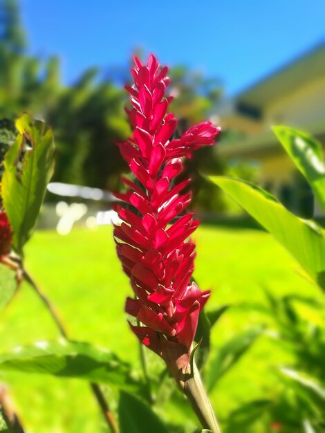 Close-up of red flowering plant