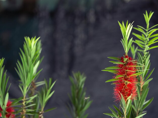 Close-up of red flowering plant