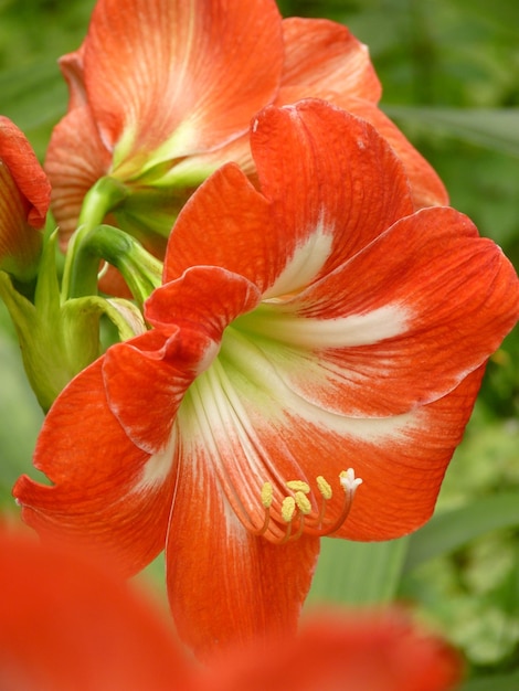 Close-up of red flowering plant