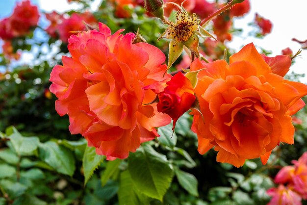 Close-up of red flowering plant