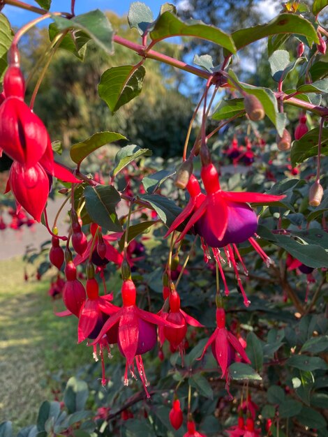 Close-up of red flowering plant