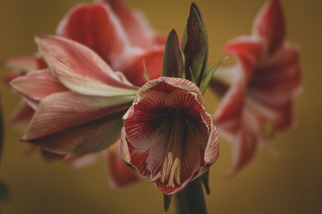 Foto prossimo piano di una pianta a fiori rossi